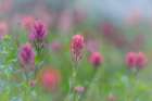 Canada, British Columbia, East Kootenay Mountains. Indian paintbrush flowers. Art Print